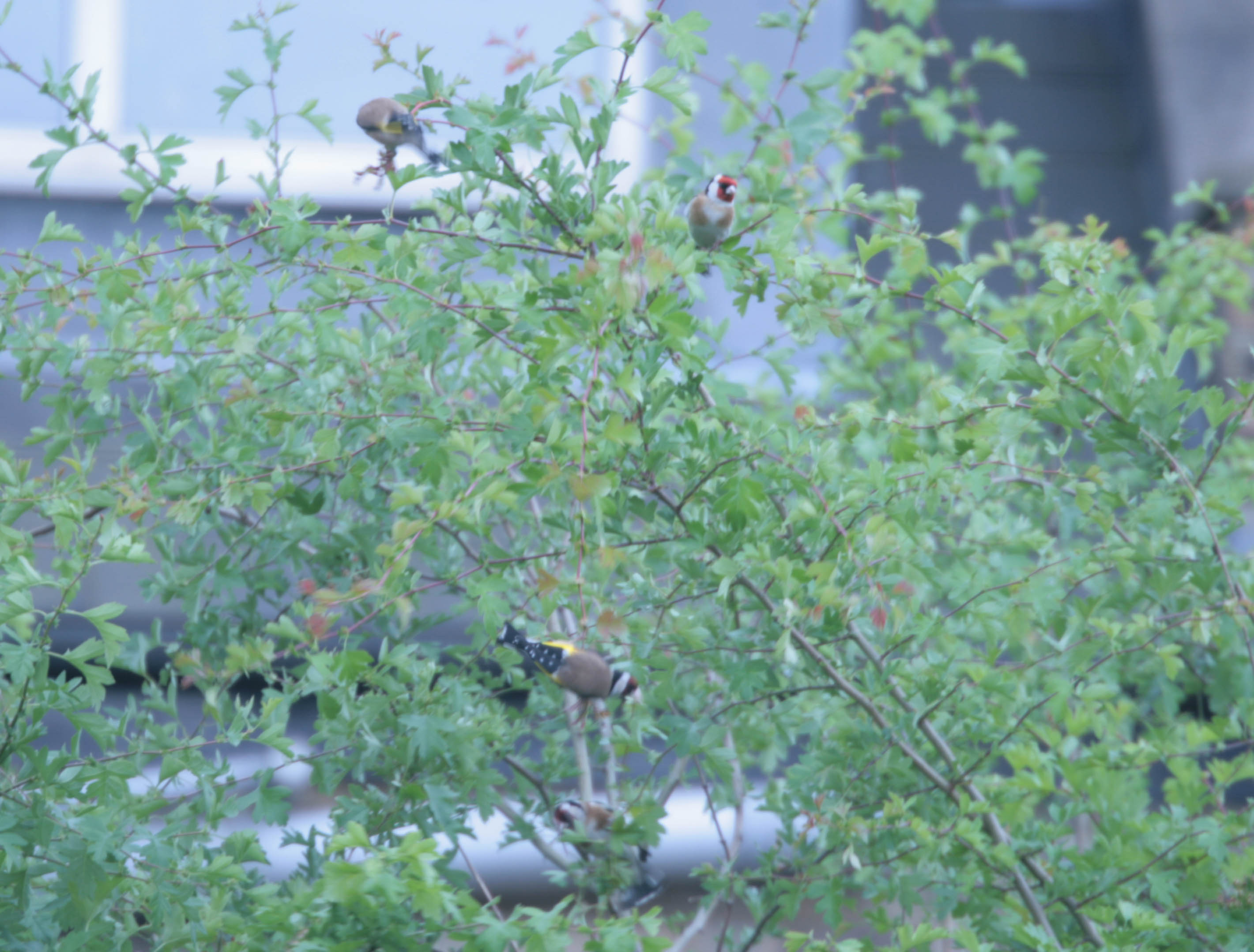 goldfinches- in green roof- hawthorn- phot by justin bere.jpg